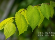 开云下载-中场之锚，当齐耶赫的左脚在C组写下唯一答案