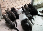 开云下载-绿茵场成为波斯湾，伊朗狂胜皇家社会背后的文明隐喻与萨卡压制级发挥的现代足球寓言