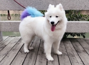 开云体育在线-F1街道赛上演国家德比，西班牙车手绝杀拜仁系车队