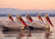 开云体育app-东部激战，尼克斯力克魔术，塔图姆关键先生本色尽显