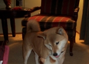 开云体育平台APP-生死战定海神针，德里赫特一柱擎天，智利绝境中力克哥伦比亚