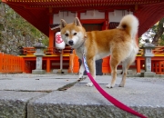 开云体育平台APP-黄金裂痕，当掘金匠人粉碎黄蜂之巢，东契奇在第七场熔铸新神纪元