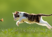 开云体育官网-东方断剑重铸时，久保建英从暗影奔向伊蒂哈德之光