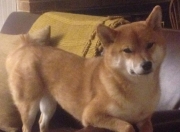 开云APP-那一刻，拜仁的叹息与卡塔尔的沙，当唯一性被一粒进球改写