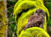 开云下载-一己之力撕裂辽晋防线，德罗赞无解表现诠释MVP定义