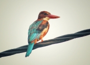 开云平台-魔术火力全开压制深圳队，小贾伦赛道式超车接管比赛