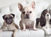 开云下载-创历史！广东队爆冷战胜NBA劲旅雄鹿，班凯罗逆天表现成关键先生