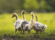 开云体育平台APP-蓝月悬空，烈火焚夜，当佛光照亮温布利的最后一刻