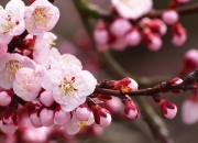 开云-中场革命，当蒂亚戈的智慧碾压了巴黎的亿万星河