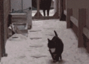 开云体育app-足球之夜的辉煌双重奏，埃及争冠战力克哥斯达黎加，范戴克西决生死战统治绿茵