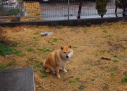 开云体育APP下载-冰岛之刃，意甲战场收割德甲巨人，一场颠覆传统的焦点对决