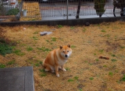 开云体育APP下载-冰岛之刃，意甲战场收割德甲巨人，一场颠覆传统的焦点对决