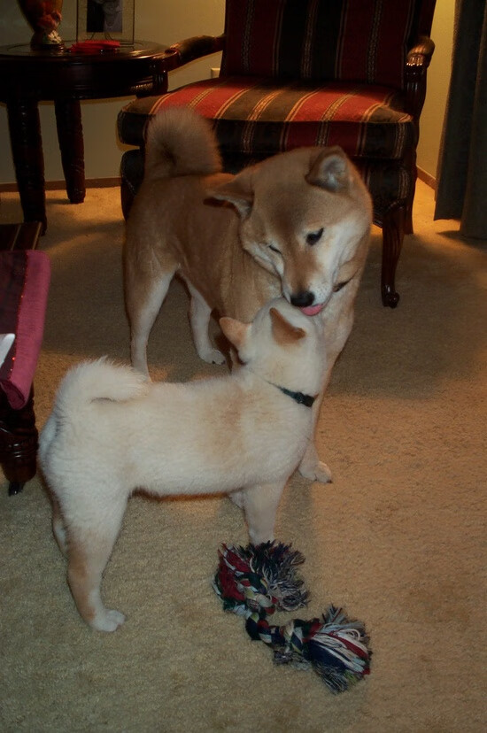 生死战定海神针,德里赫特一柱擎天,智利绝境中力克哥伦比亚