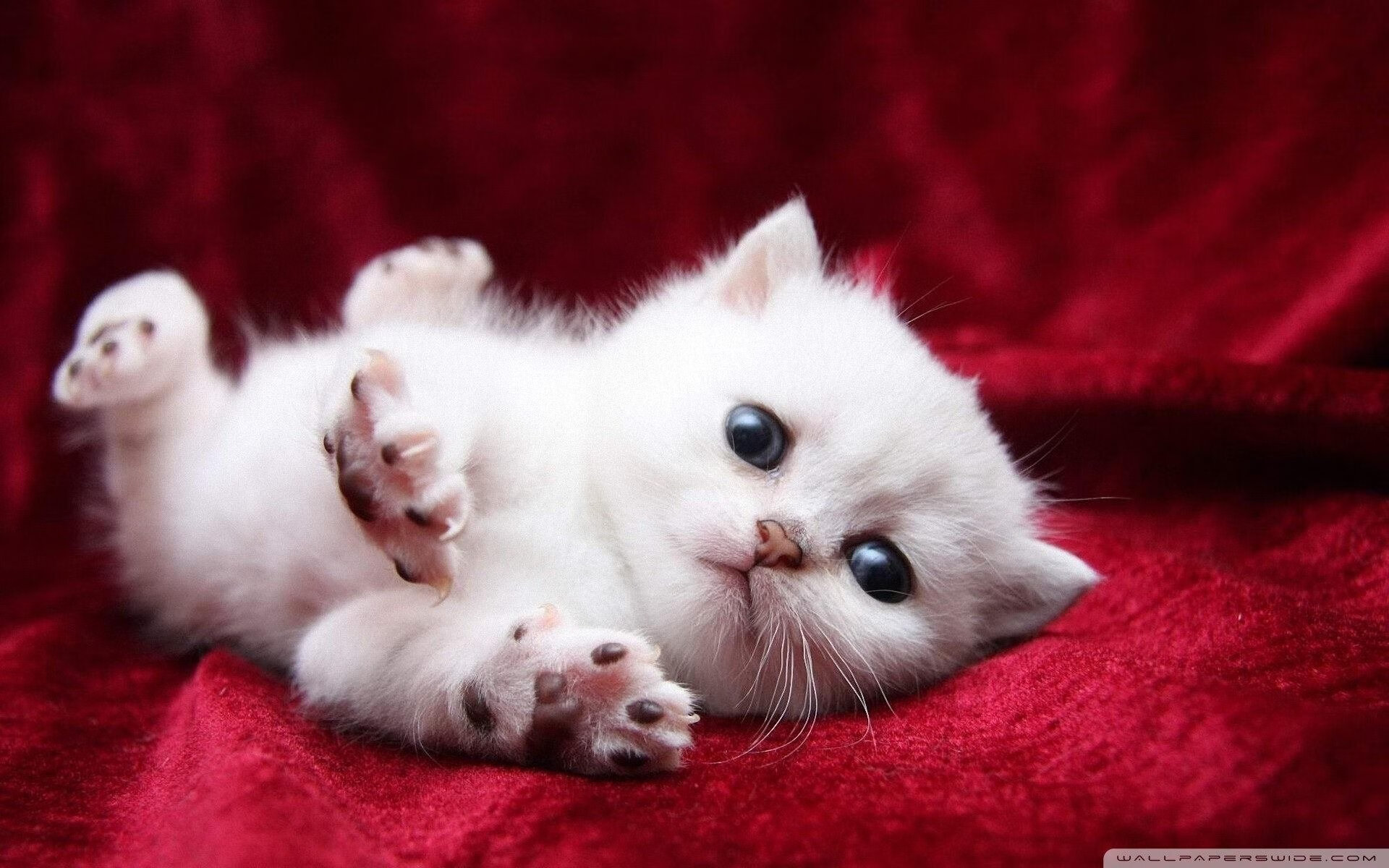 黄喜灿一锤定音，当美国精神遇上雷恩铁壁，韩国利刃切开胜负天平