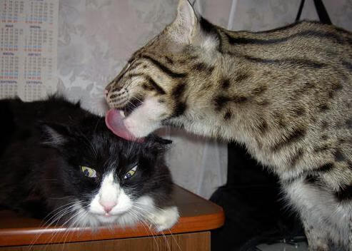 封锁的艺术，从多哈的博弈到F1街道的极限