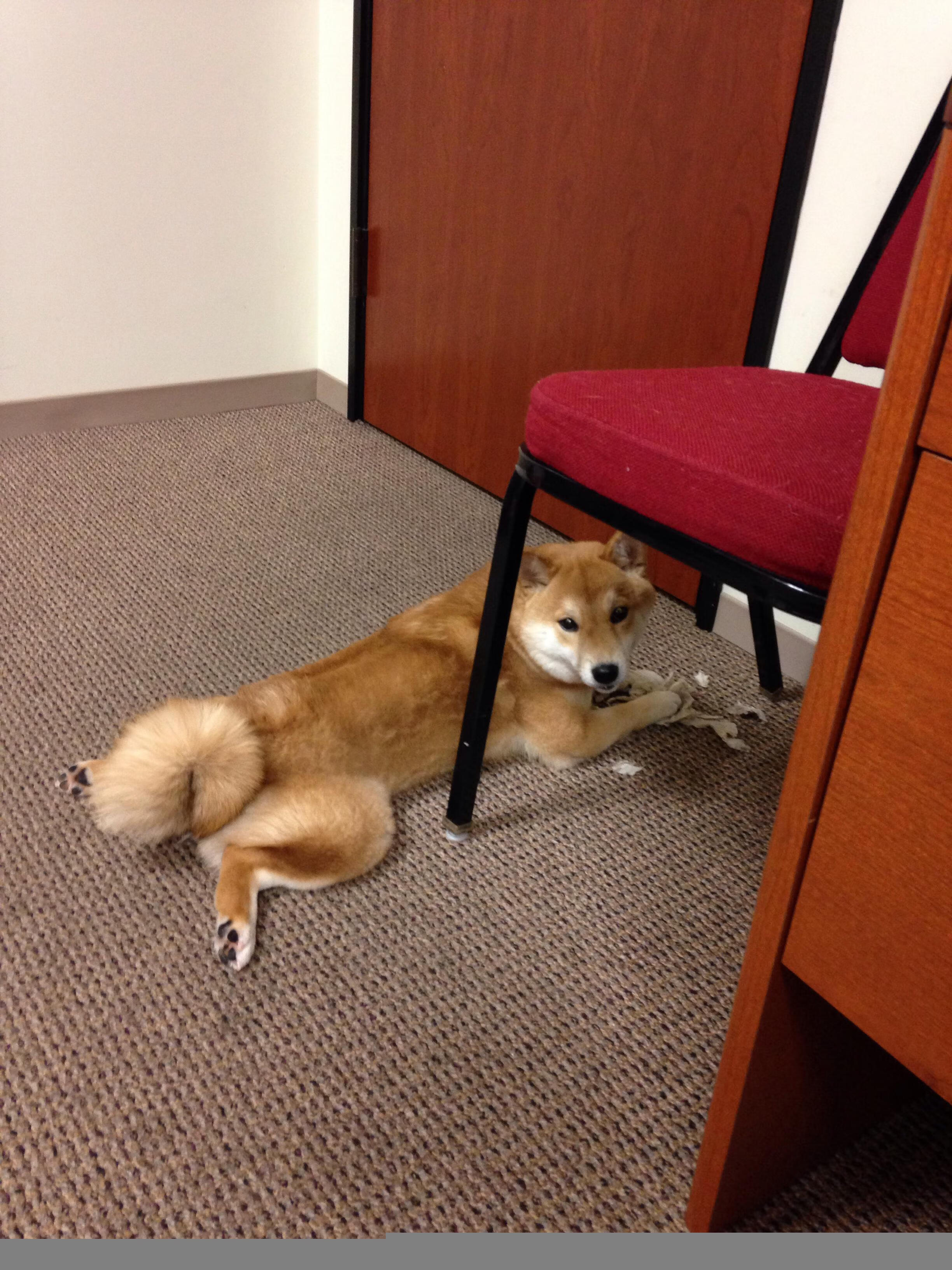 太阳杀手与沉默追猎者，当胜利成为唯一的日常