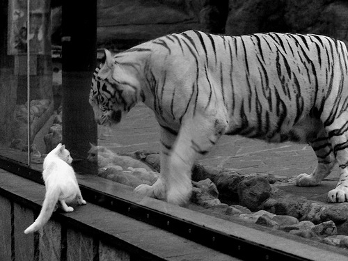 轰炸麦迪逊,当米切尔的评分拉满之夜,鹈鹕撕碎尼克斯