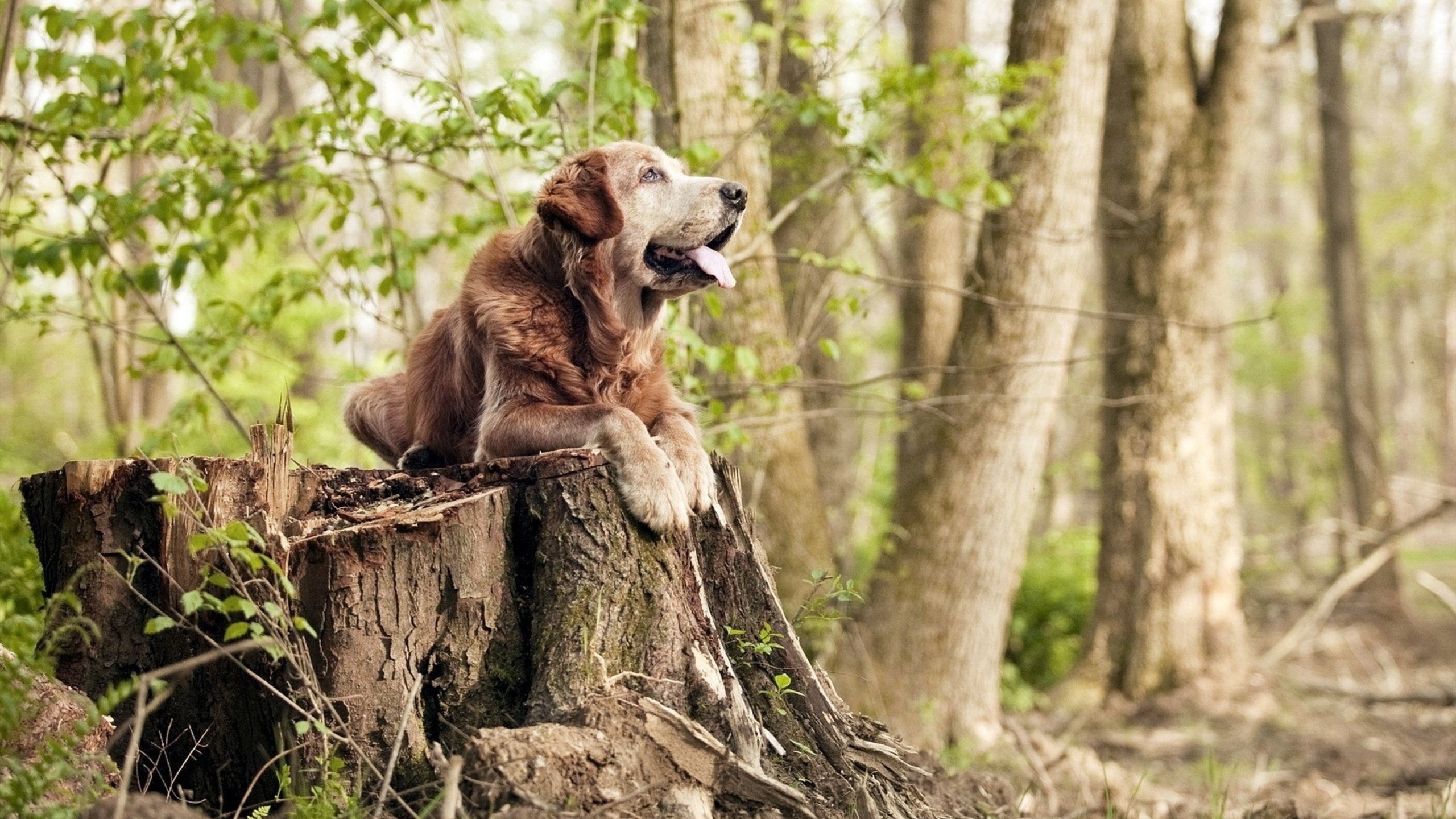 凯塞多烈焰灼穿夜幕,尤文炮群碾碎安哥拉坚盾