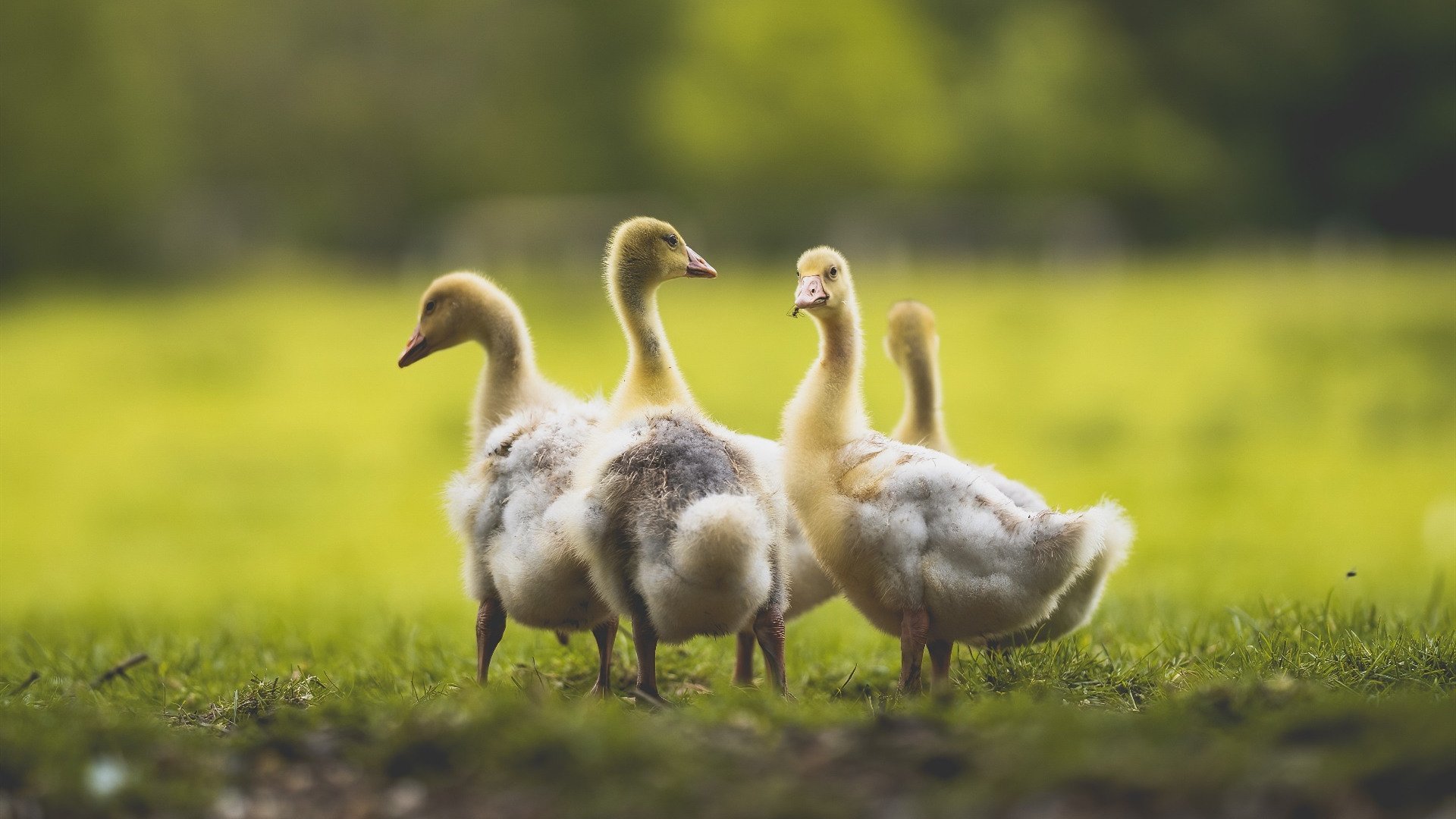 蓝月悬空，烈火焚夜，当佛光照亮温布利的最后一刻