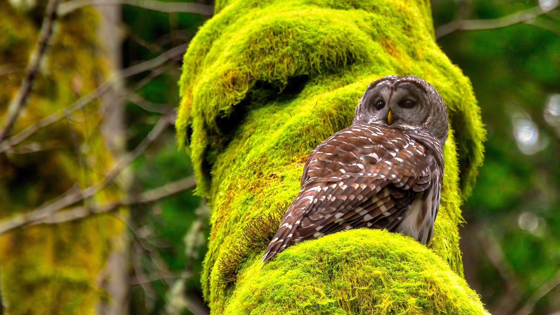 当巴黎之王决定为皇马登基，欧冠决赛夜的姆巴佩焦点时刻