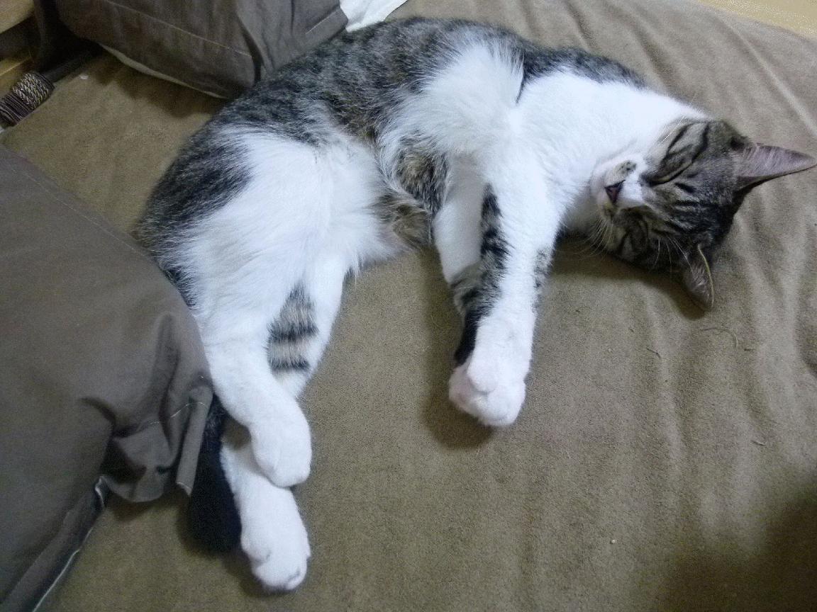 季后赛抢七之夜，戈贝尔，无声王座上的硬仗之王