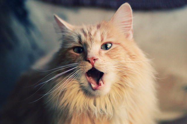 扩展方案（选一即可）