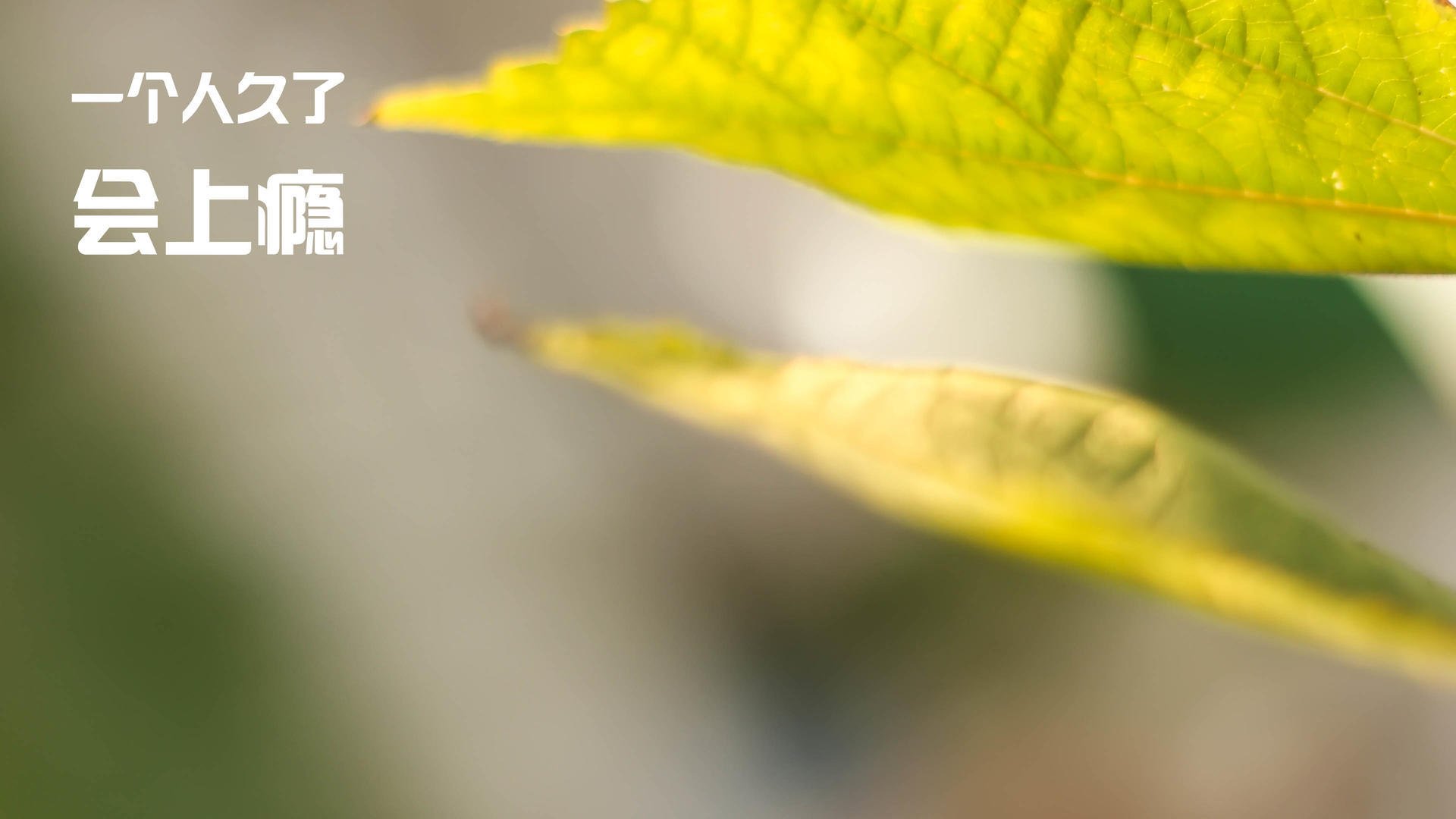 布雷默一剑封喉，摩纳哥战术革命击碎比利时豪门光环