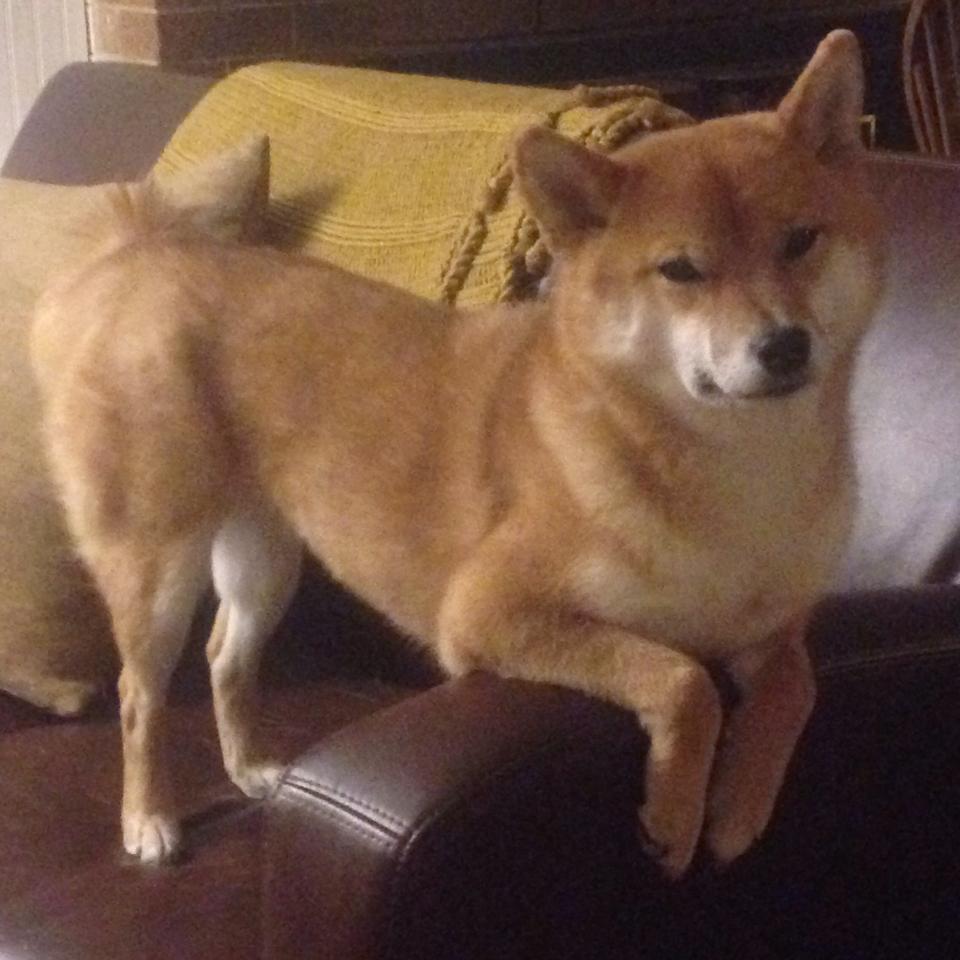 逆袭者,当东方巨龙遭遇星条旗,一个名字完成救赎