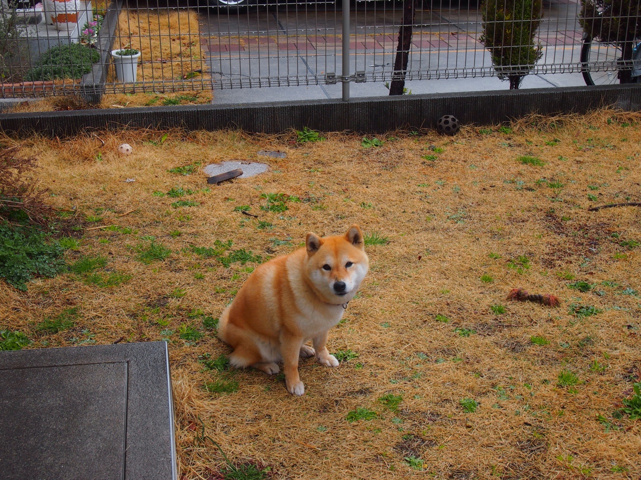 冰岛之刃，意甲战场收割德甲巨人，一场颠覆传统的焦点对决