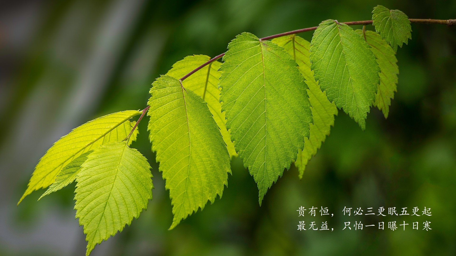 中场之锚,当齐耶赫的左脚在C组写下唯一答案